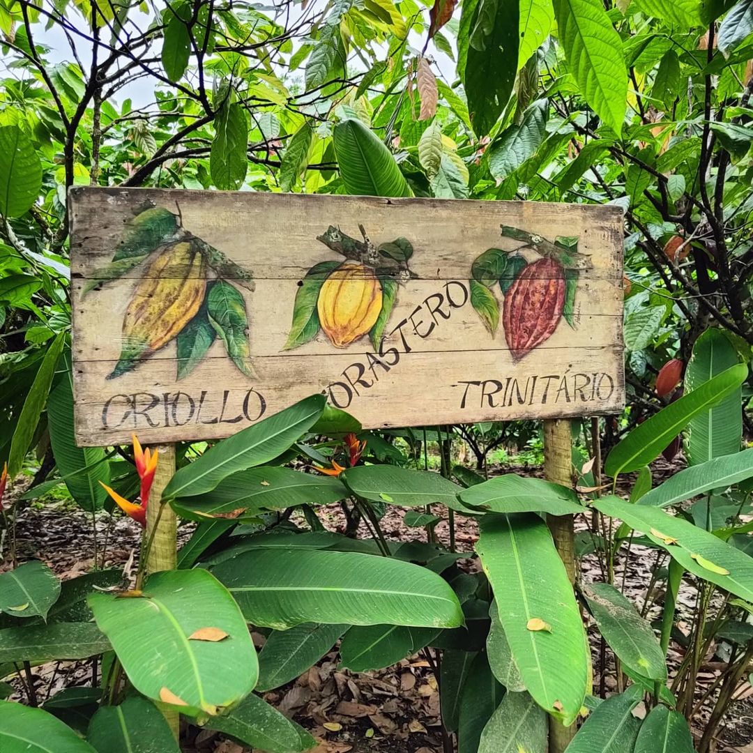 Fazenda de Cacau - Rota do Chocolate (saídas de Ilhéus e Olivença) - Grou  Turismo