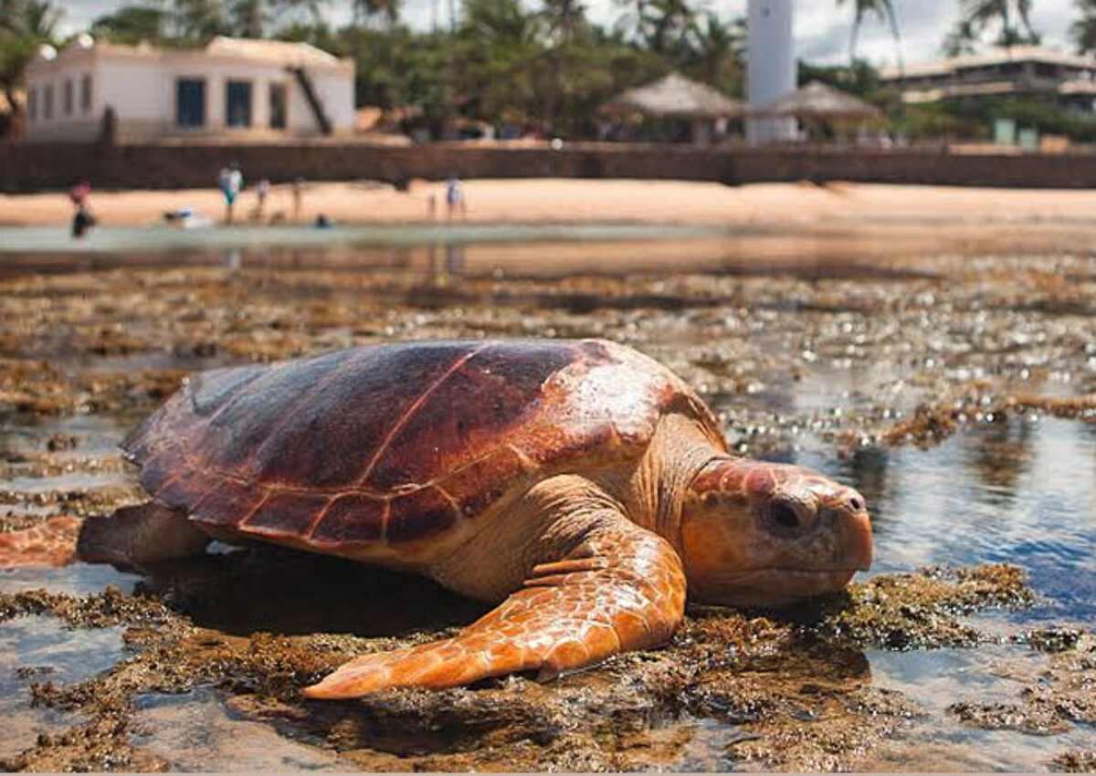 Passeio Praia do Forte e Guarajuba (saídas de Salvador)