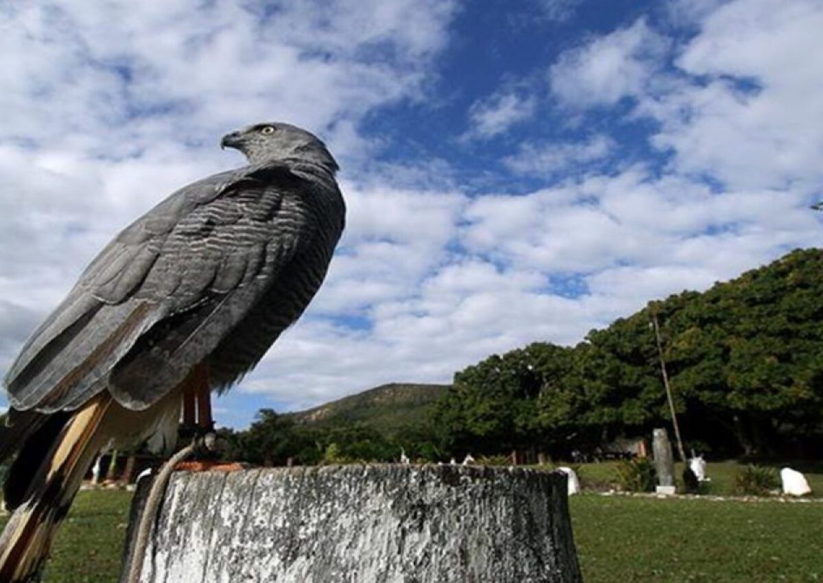 Passeio Parque dos Falcões (saídas de Aracaju e Hotel Makai)