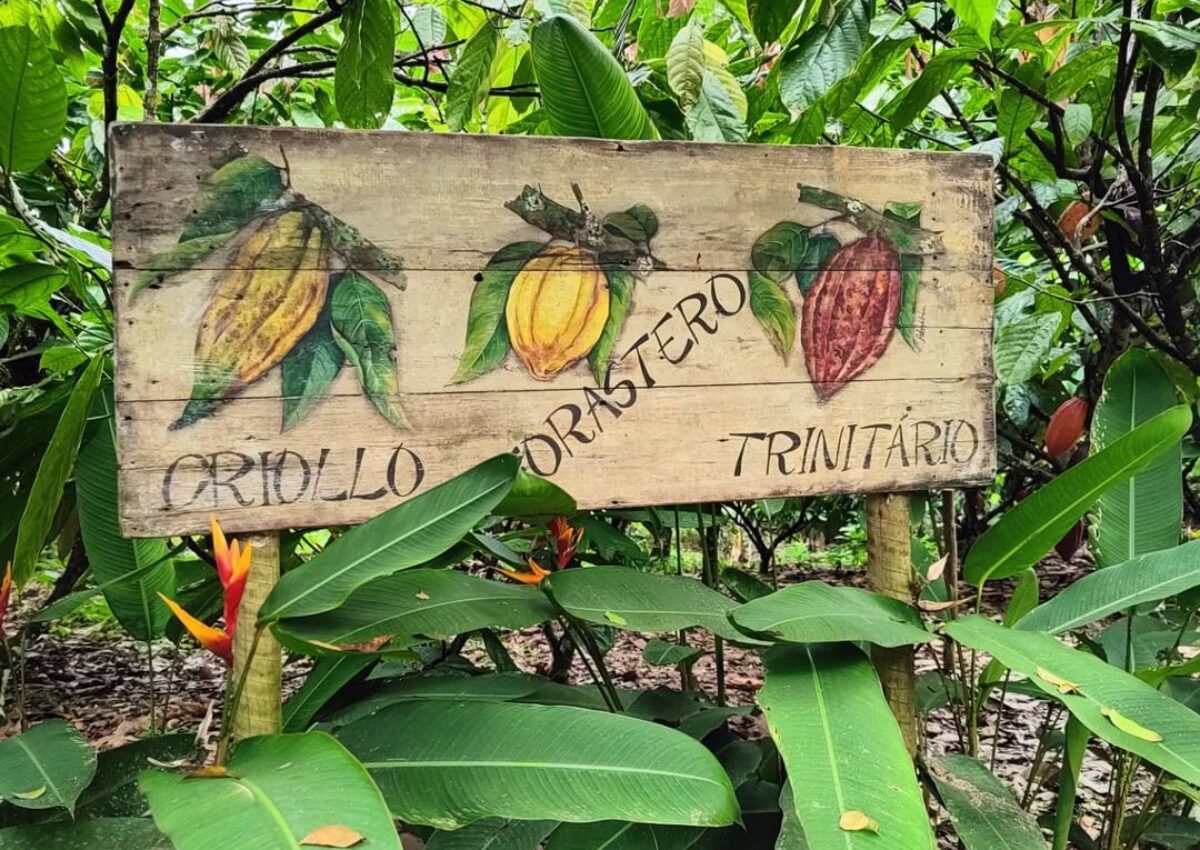 Fazenda de Cacau – Rota do Chocolate (saídas de Ilhéus e Olivença)